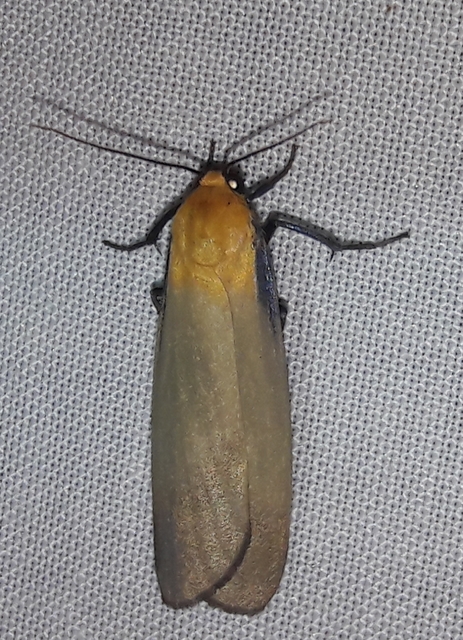 Lithosia quadra - négypettyes zuzmószövő
