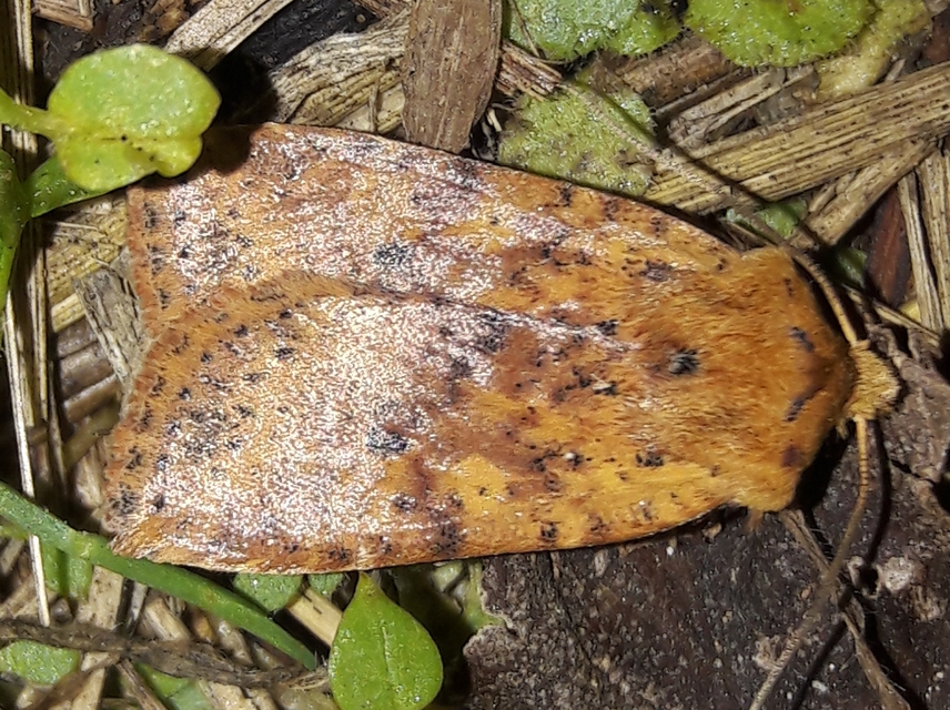 Conistra rubiginea - vörös őszibagoly