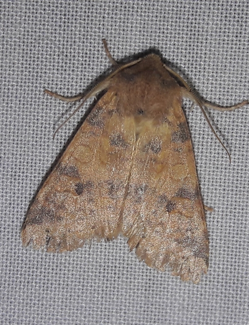 Cirrhia ocellaris - fakó sárgabagoly