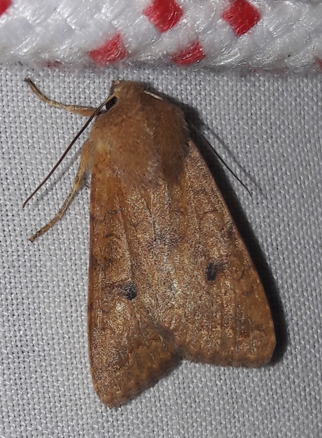 Sunira circellaris - okkersárga őszibagoly