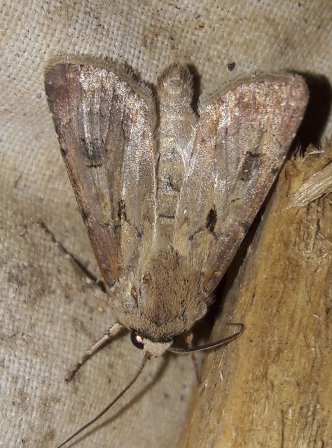 Agrotis exclamationis - felkiáltójeles földibagoly