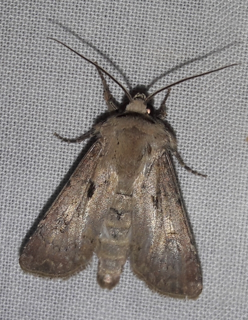 Agrotis exclamationis - felkiáltójeles földibagoly