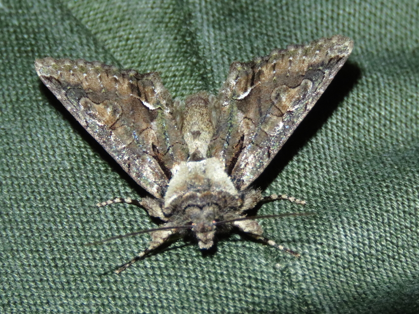Allophyes oxyacanthae - galagonyabagoly