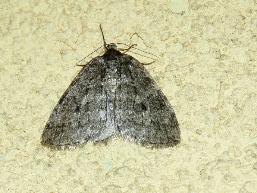 Epirrita