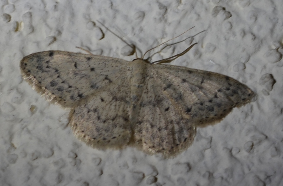 Scopula marginepunctata - pettyes sávosaraszoló