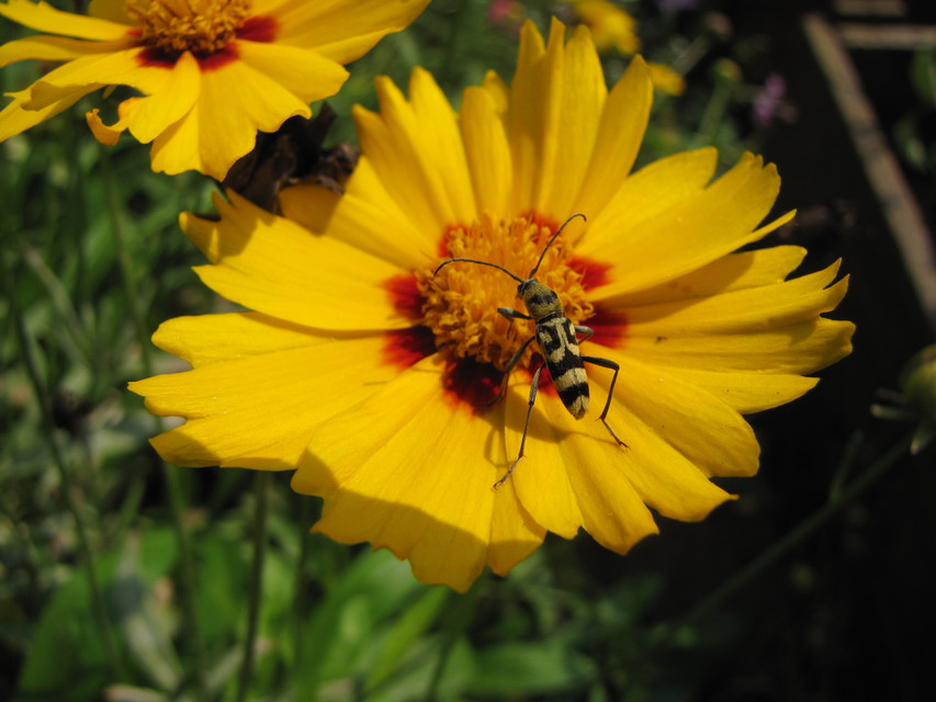 Chlorophorus varius - díszes darázscincér