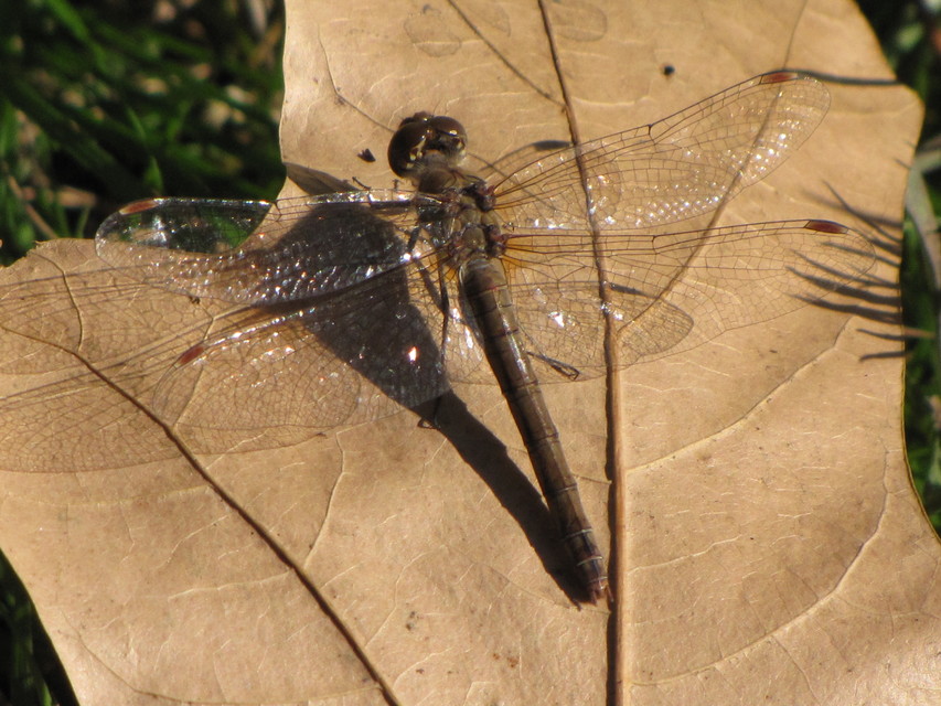 Sympetrum striolatum/vulgatum/meridionale