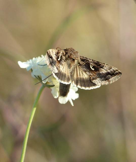 Autographa gamma - gammalepke