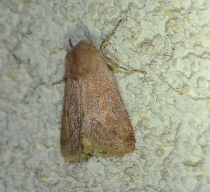 Cirrhia ocellaris - fakó sárgabagoly