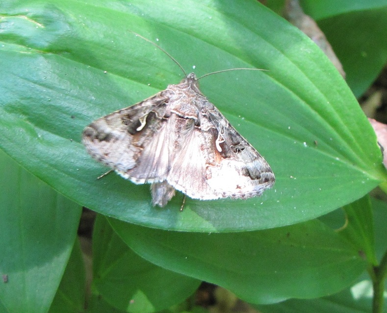 Autographa gamma - gammalepke
