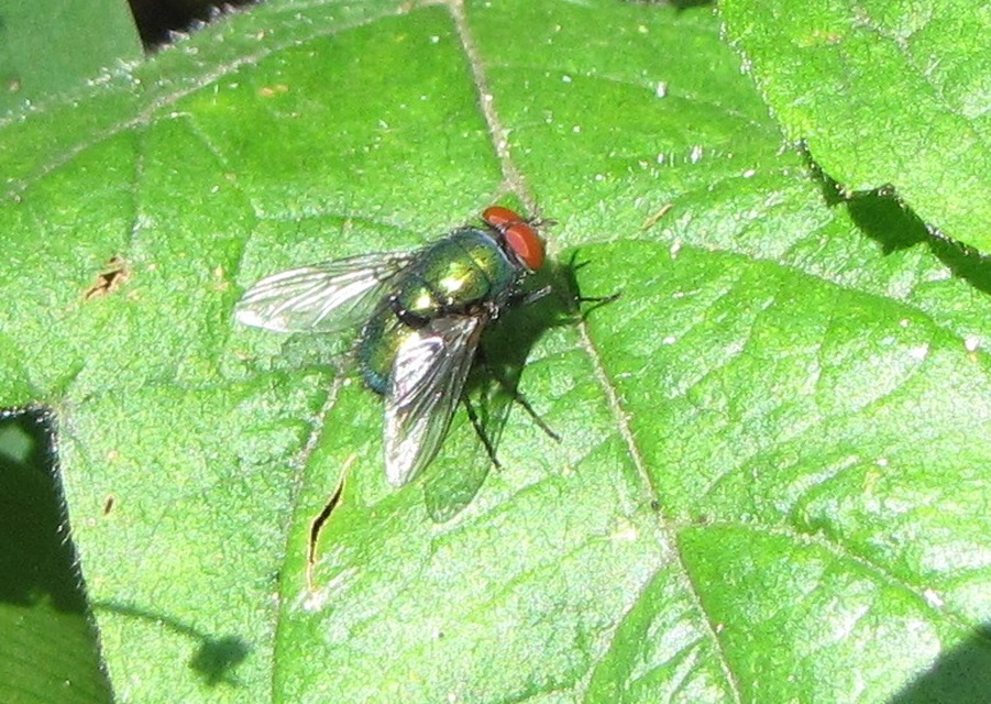 Lucilia