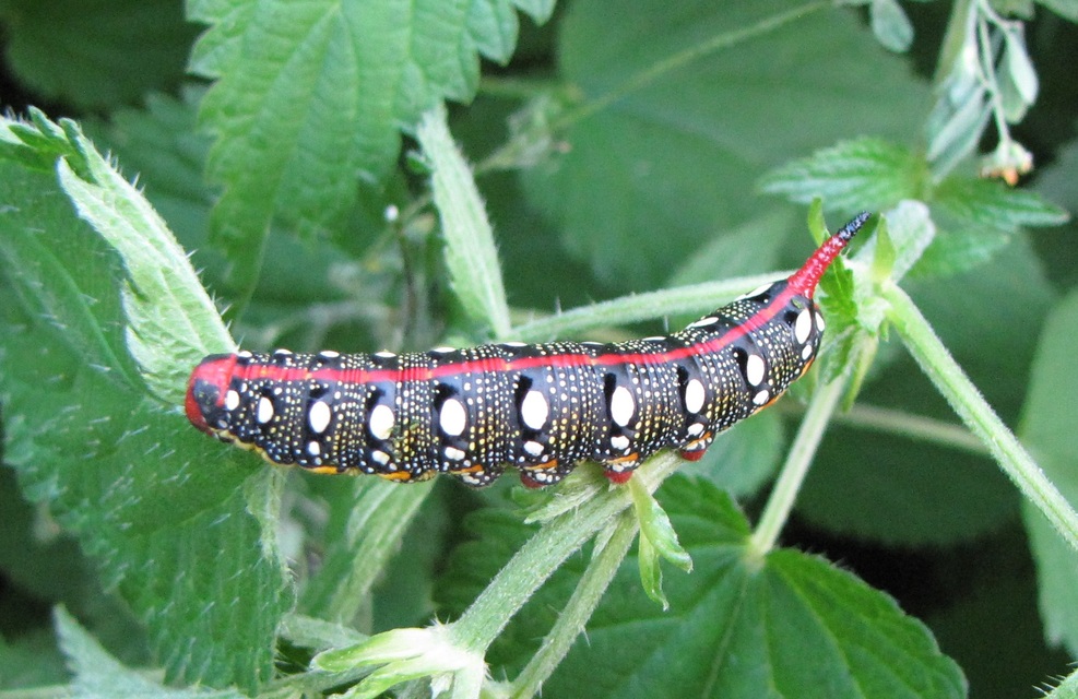 Hyles euphorbiae - kutyatejszender