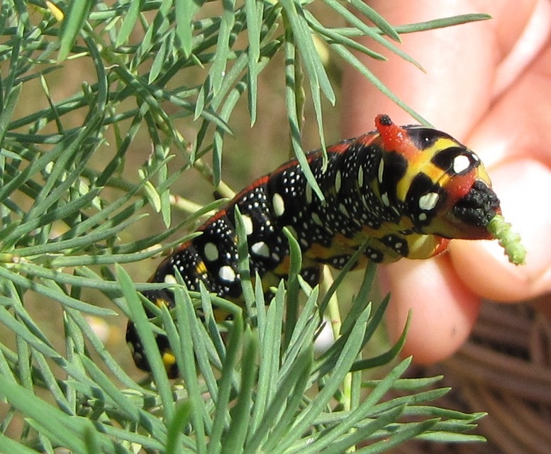 Hyles euphorbiae - kutyatejszender