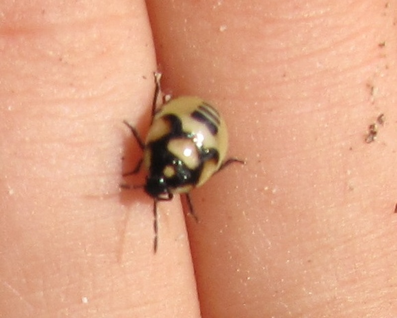 Tritomegas