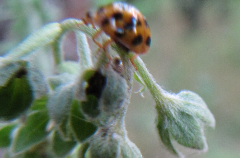 Harmonia axyridis - harlekinkatica