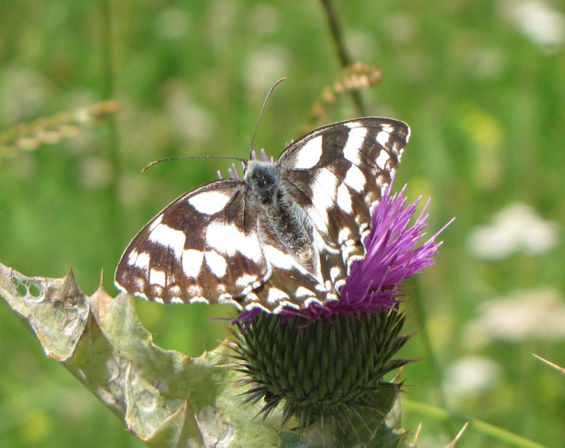 Melanargia galathea - sakktáblalepke