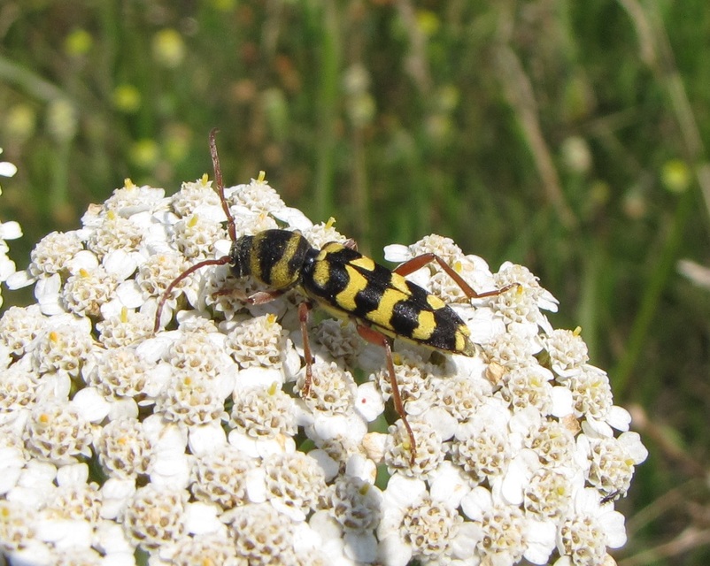 Echinocerus floralis - lucerna-darázscincér