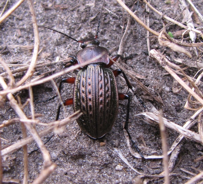 Carabus cancellatus - ragyás futrinka Carabus cancellatus - ragyás futrinka