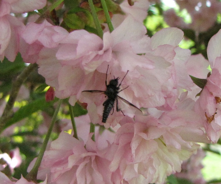 Bibionidae - bársonylegyek