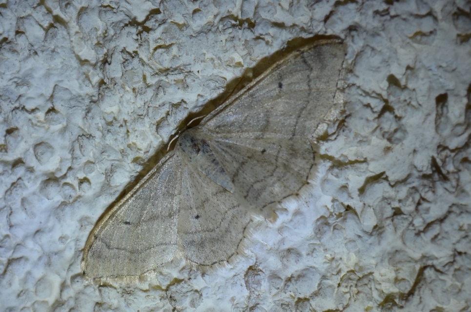 Idaea deversaria - egyszínű sávosaraszoló