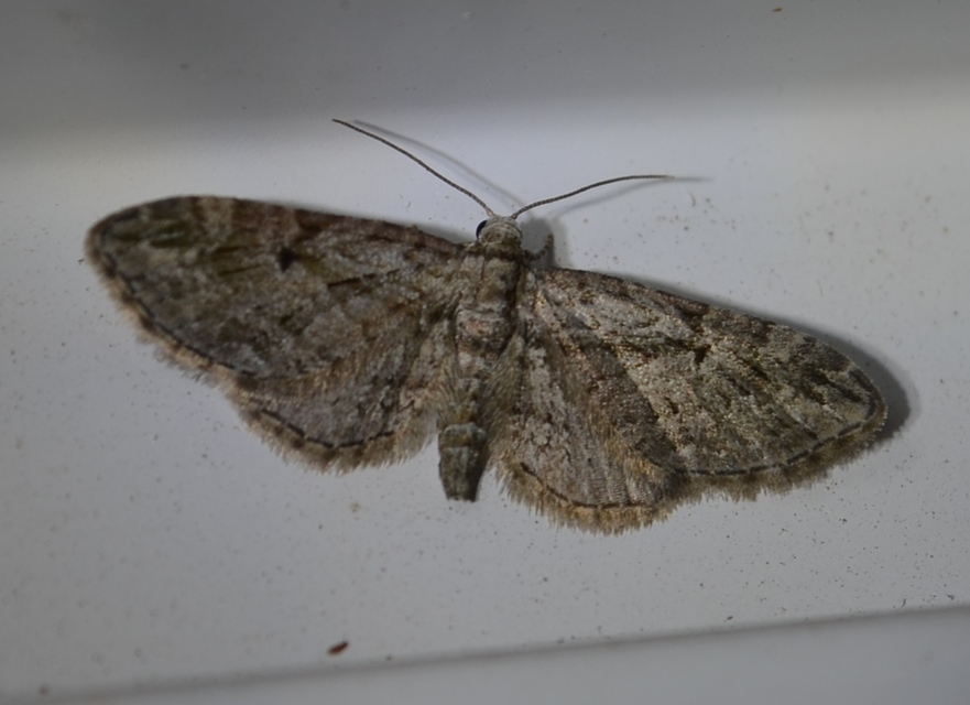 Eupithecia pusillata - lucfenyő-törpearaszoló