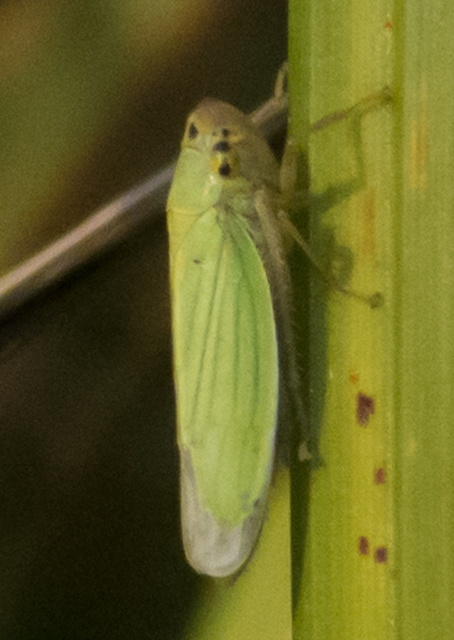 Cicadella viridis - méregzöld kabóca