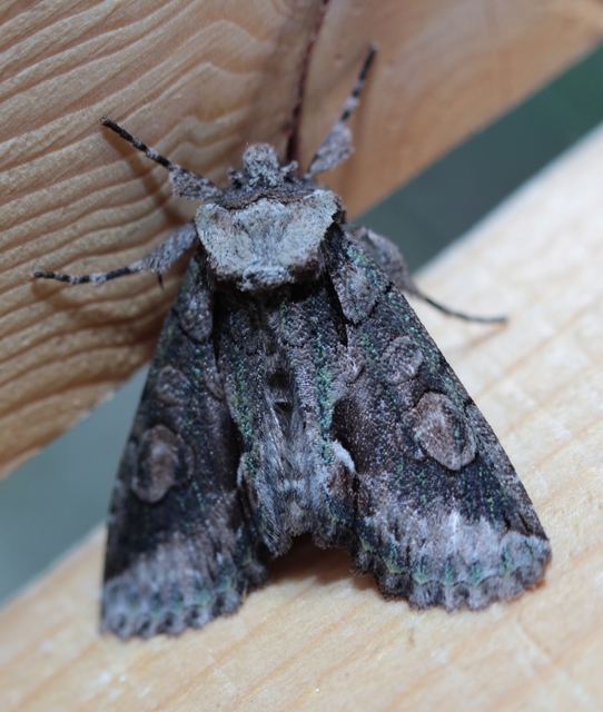 Allophyes oxyacanthae - galagonyabagoly