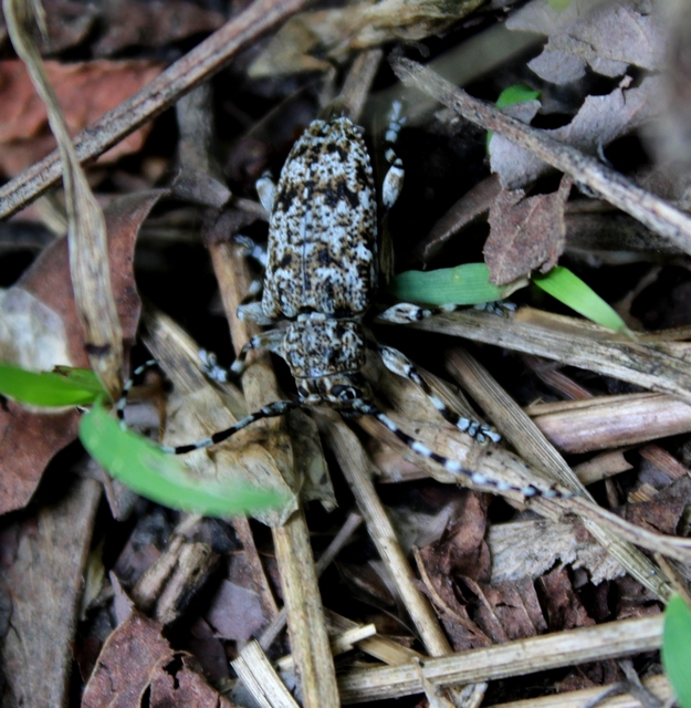 Aegomorphus clavipes - tarka cincér Aegomorphus clavipes - tarka cincér