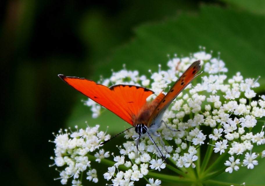 Lycaena dispar rutilus - nagy tűzlepke