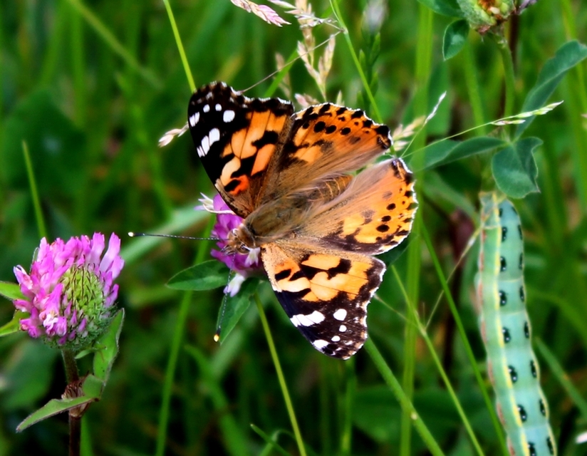 Vanessa cardui - bogáncslepke