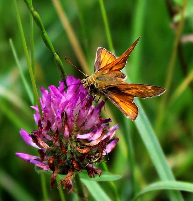 Ochlodes sylvanus - erdei busalepke