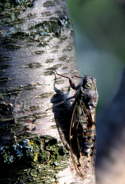 Cicada orni - mannakabóca
