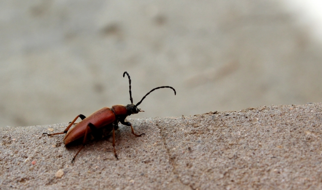 Stictoleptura rubra - vörös virágcincér