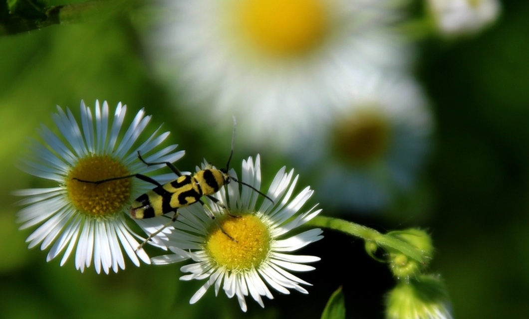 Chlorophorus varius - díszes darázscincér