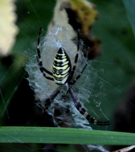 Argiope bruennichi - darázspók