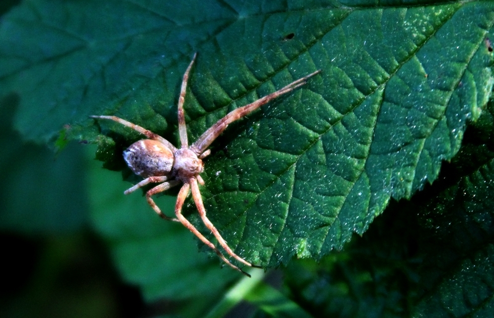 Philodromus buchari