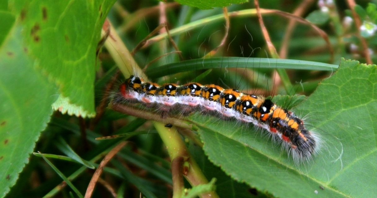 Acronicta tridens - barnás szigonyosbagoly
