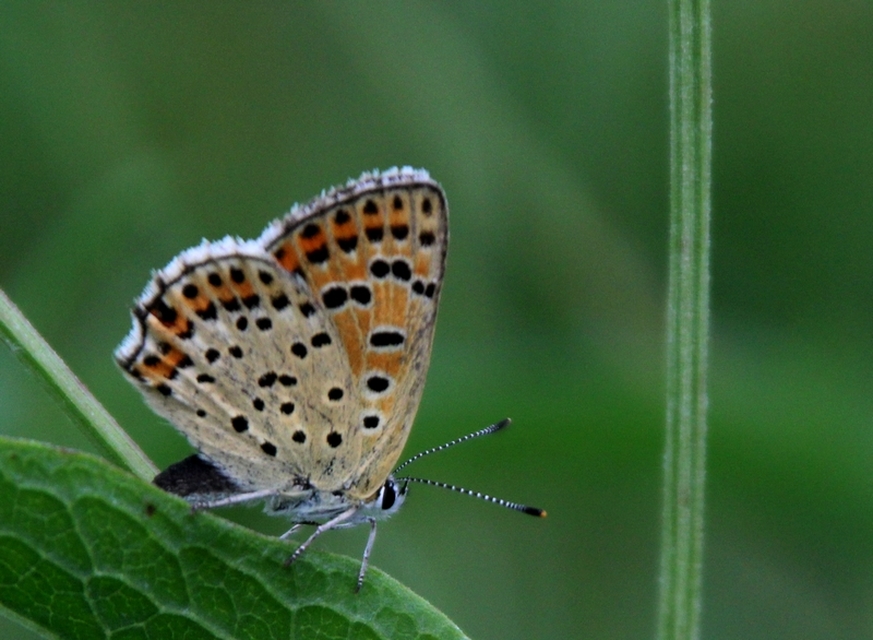 Lycaena tityrus - barna tűzlepke