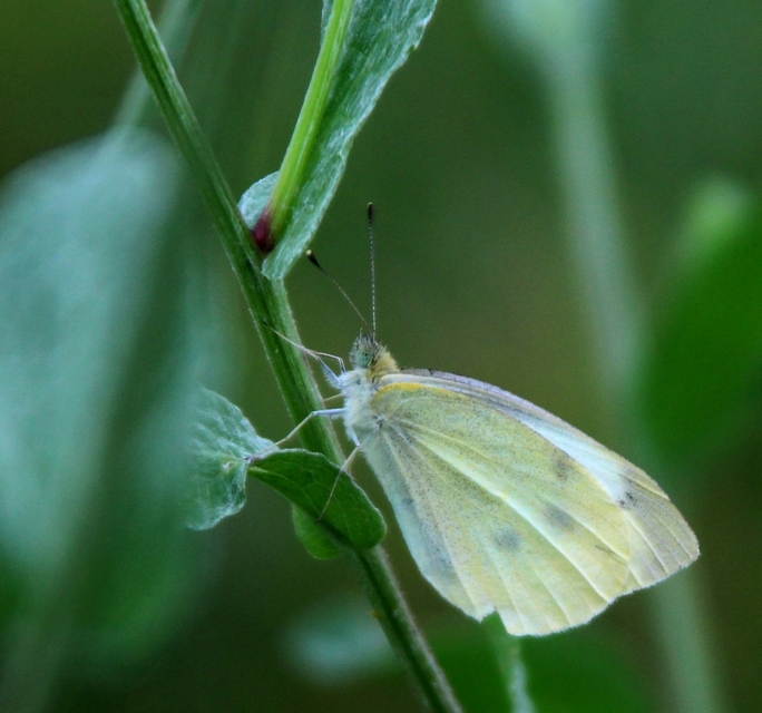 Pieris rapae - répalepke