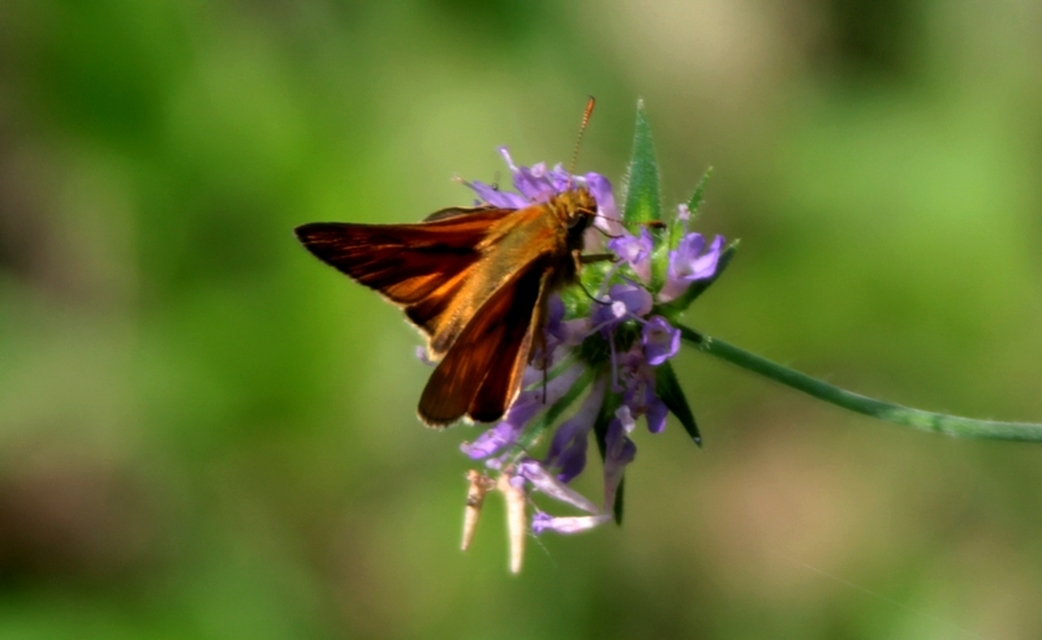 Ochlodes sylvanus - erdei busalepke