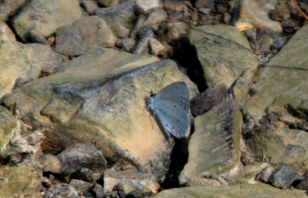 Celastrina argiolus - bengeboglárka