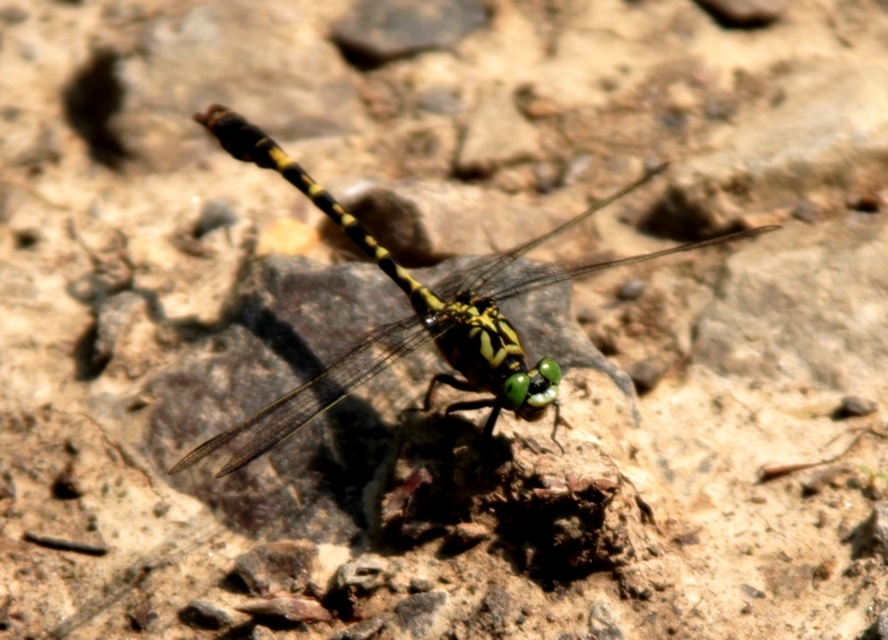 Onychogomphus forcipatus - gyűrűs folyami-szitakötő