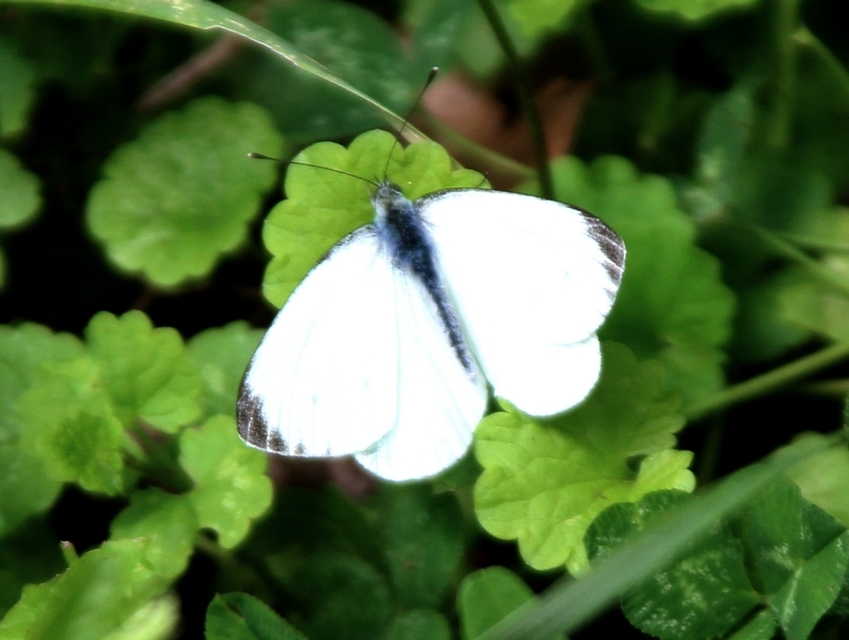 Pieris napi - repcelepke