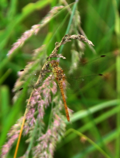 Sympetrum striolatum/vulgatum