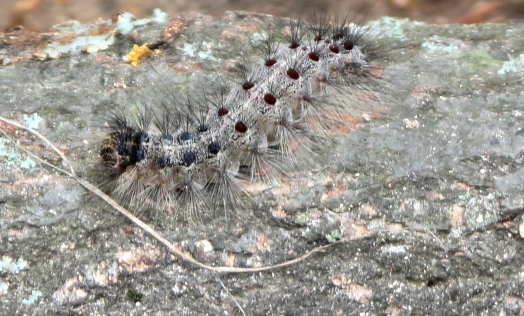 Lymantria dispar - gyapjaslepke