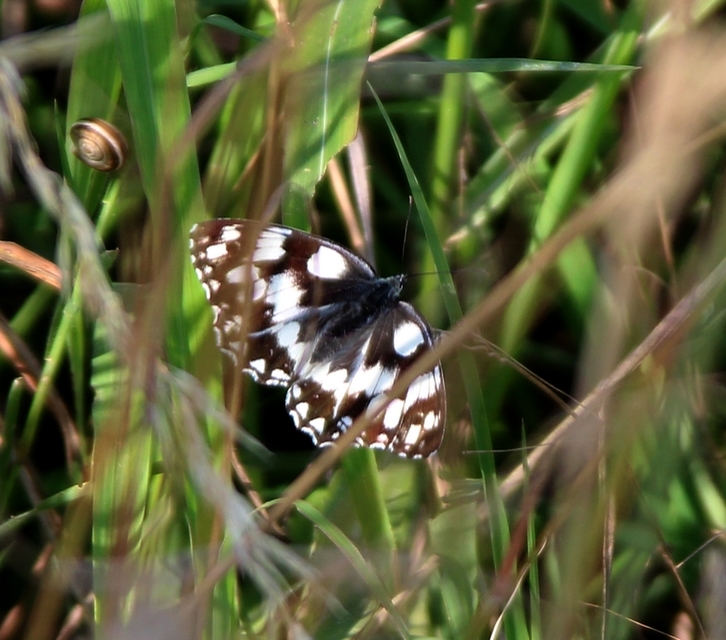 Melanargia galathea - sakktáblalepke