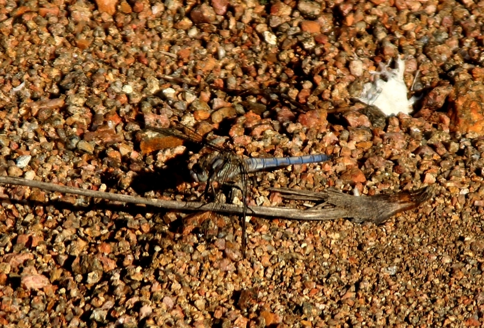 Orthetrum brunneum - pataki pásztorszitakötő