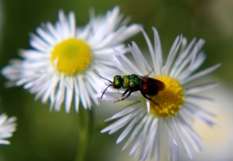 Chrysididae - fémdarazsak