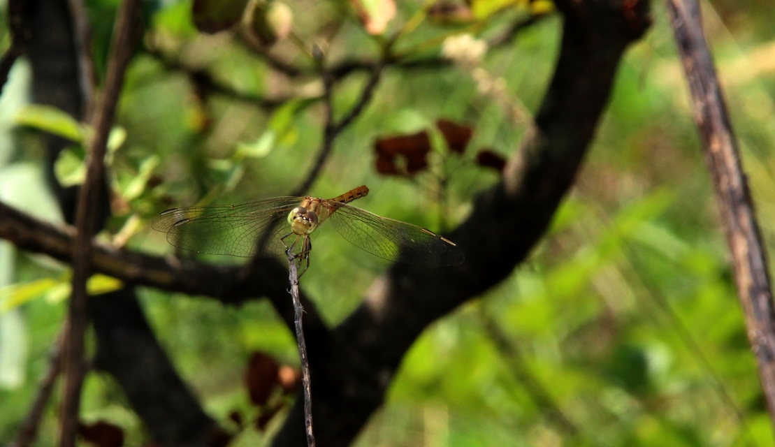 Sympetrum meridionale - fakó katona-szitakötő