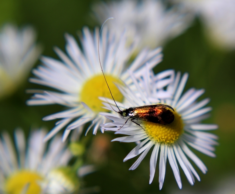 Nemophora fasciella - feketesávú tőrösmoly